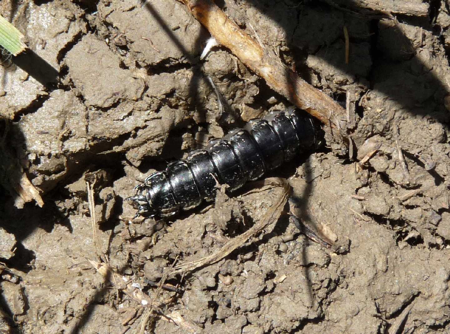 Larva di Carabus cfr rossii